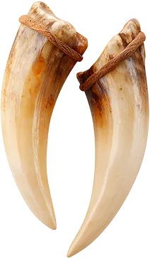 Клыки шимпанзе