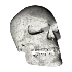 Череп