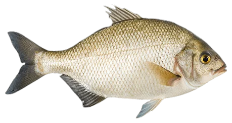 Лещ